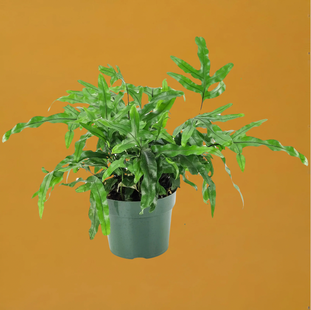 buy live snake plant Snake Plant Cylindrica - Rooted Live Plant - Sansevieria - African Spear