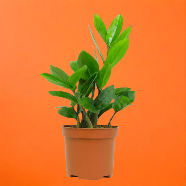 dracaena song of india Song of India, Dracaena Reflexa Dragon Tree main image 1