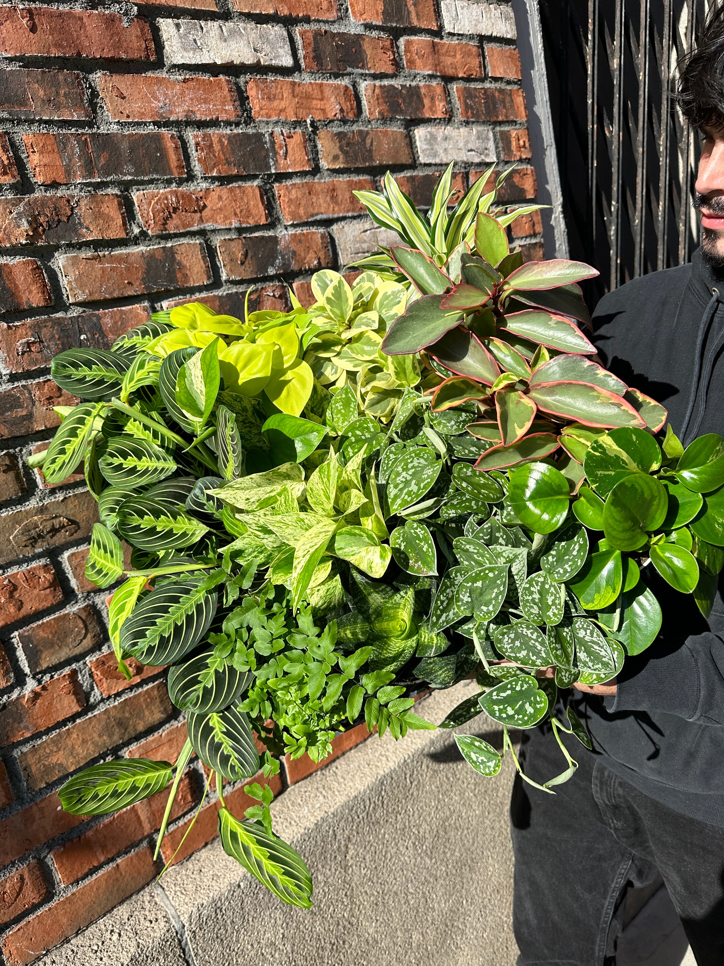 Plant-of-the-Month Subscription