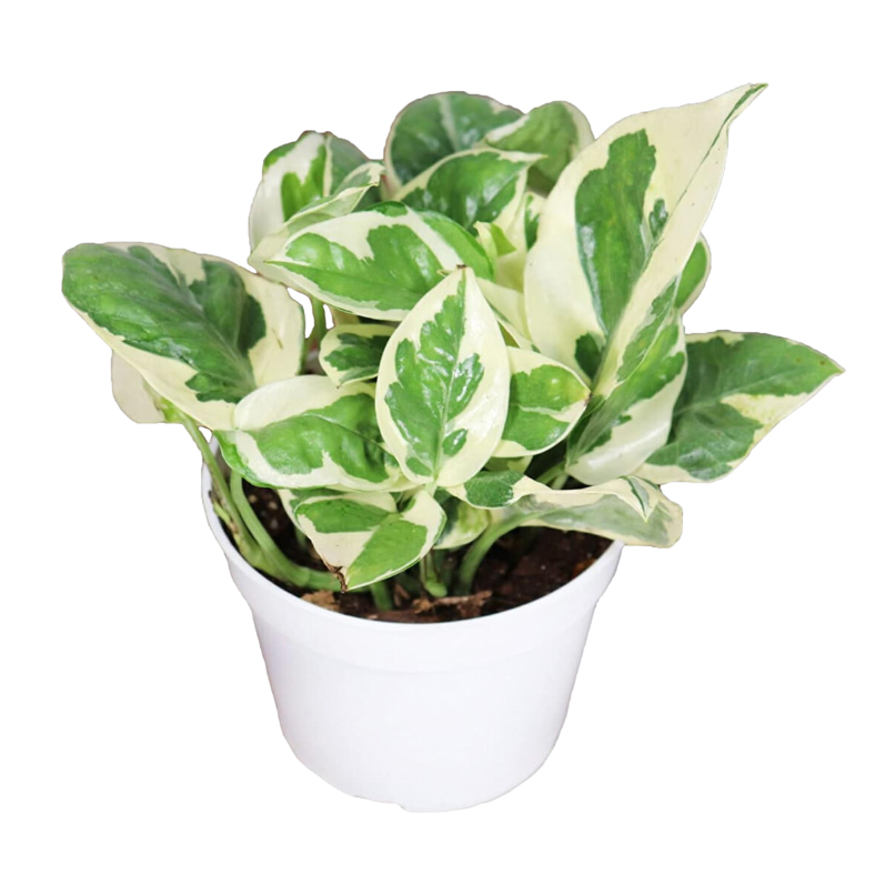 Prop House Plants